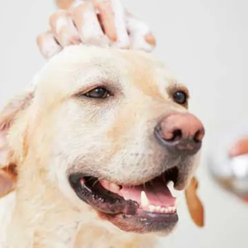 Labrador receiving a bath